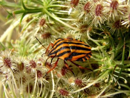 Graphosoma lineatum & italicum